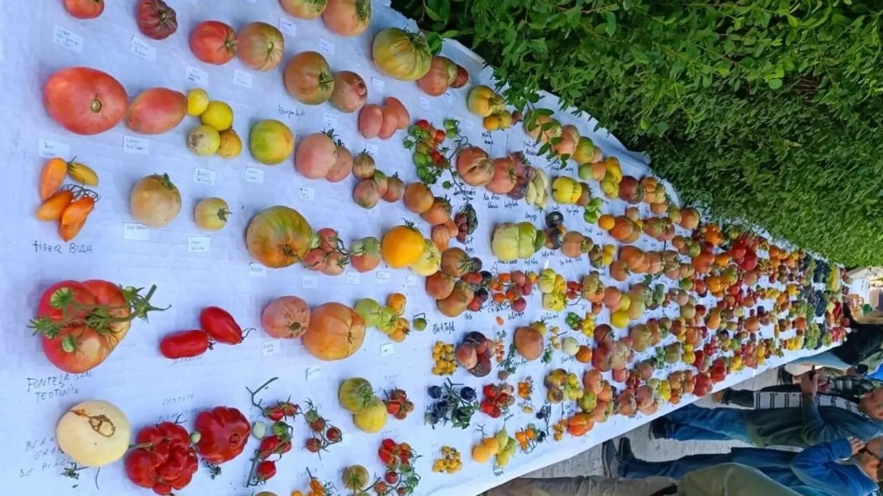 Varios ejemplares de tomates durante la feria. / FB