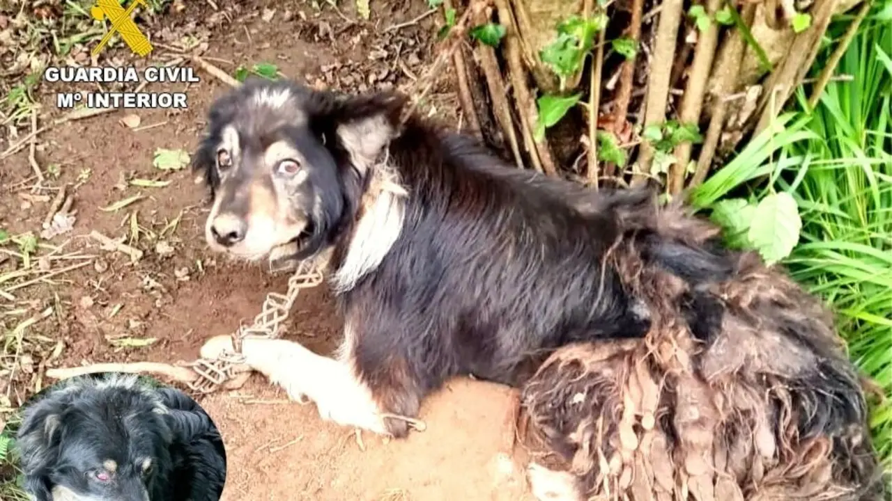 Uno de los perros abandonados. / G.C