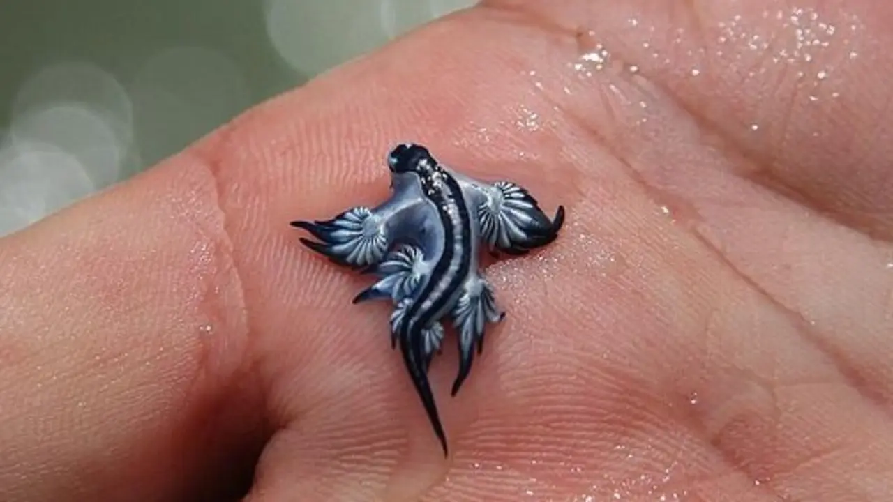 Un ejemplar del drag&oacute;n azul. / EP