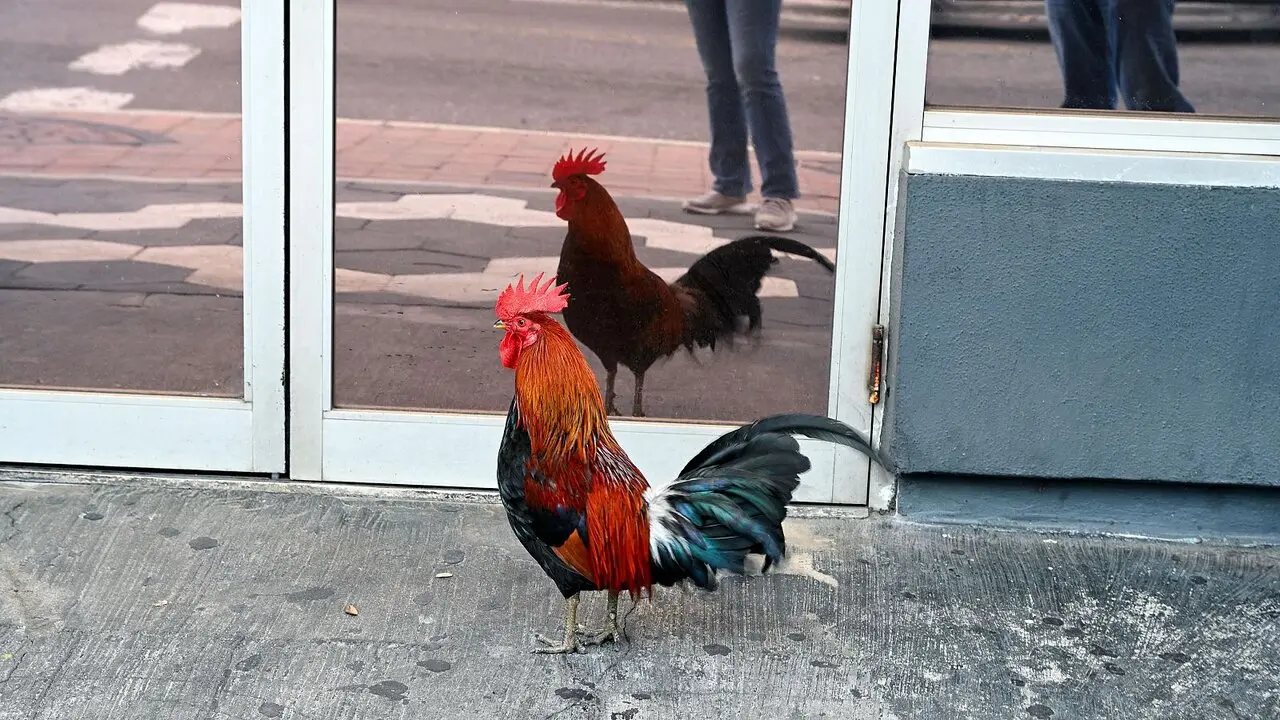 Una de las gallinas en las calles e Torrevieja. / RTVE
