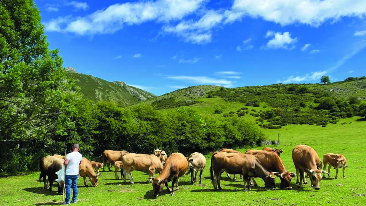 Un hombre con las vacas en el campo. / Alerta