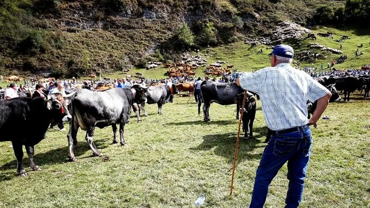 Mientras que en 2023 se registraron 7.113 animales infectados, en 2024 el n&uacute;mero descendi&oacute; a 4.189, y en 2025 no hay casos confirmados. / Alerta