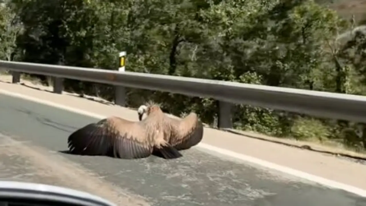 Un buitre en medio de la carretera. / TikTok