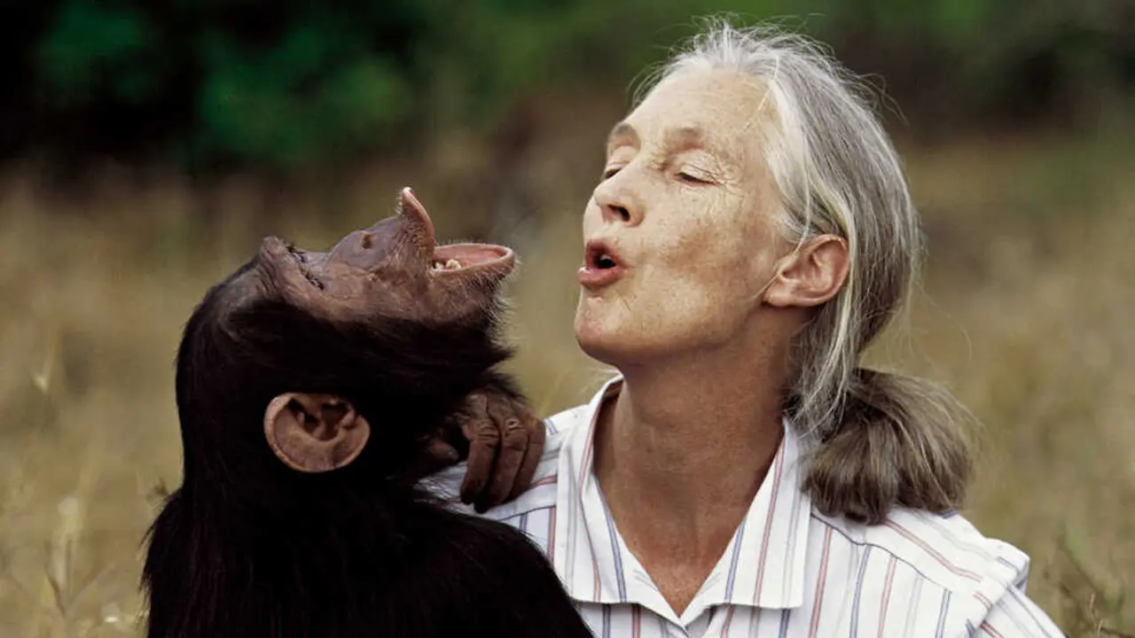 Jane Goodall nos ense&ntilde;&oacute; que los chimpanc&eacute;s tambi&eacute;n fabrican herramientas. / EP