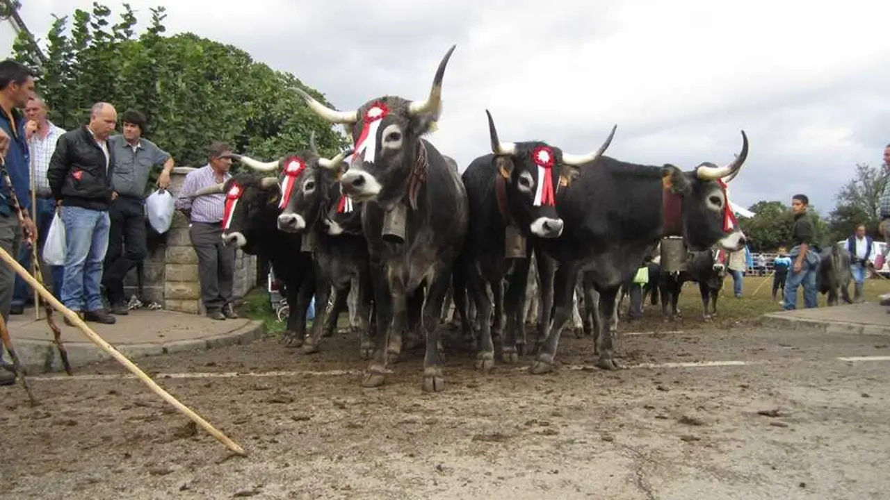 Varias vacas tudancas. / Saja