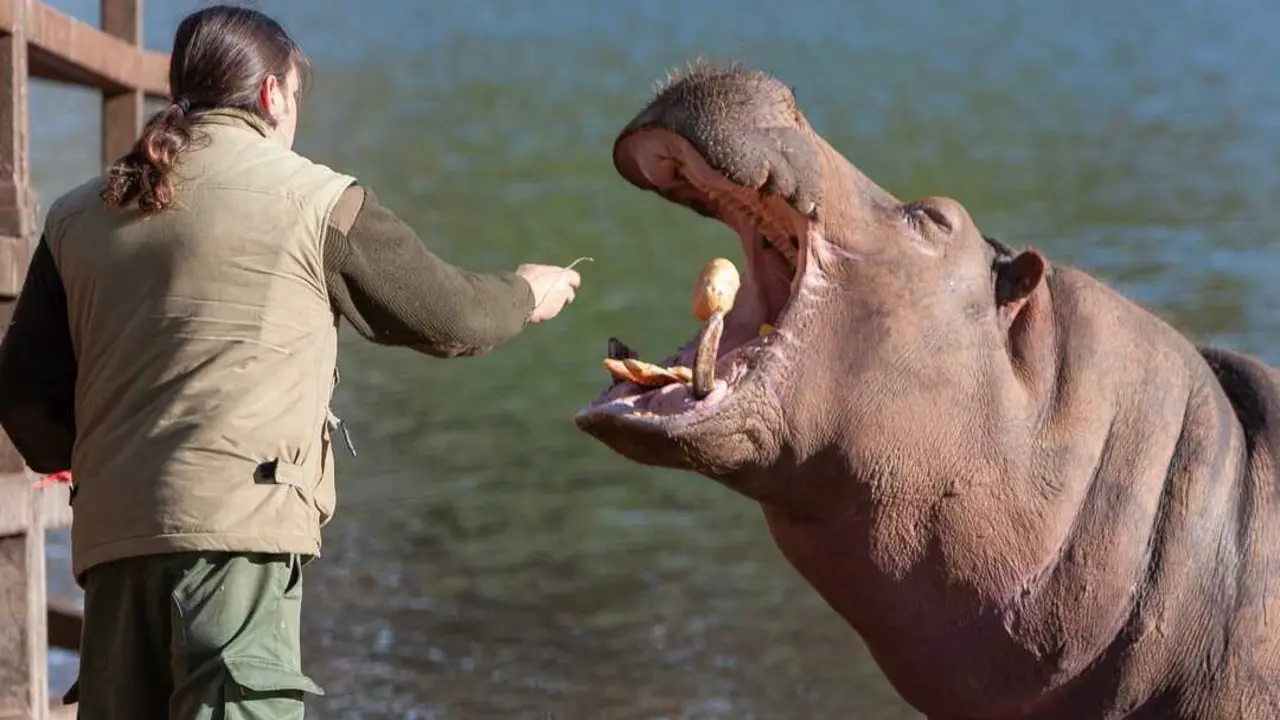 Cab&aacute;rceno celebra 35 a&ntilde;os con m&aacute;s de 1.000 animales y 120 especies. / Alerta