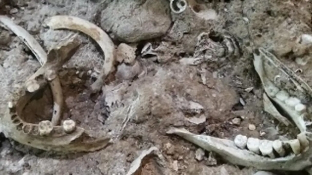 La pieza del mes en el MUPAC: El enterramiento de la Cueva de las C&aacute;scaras. / x