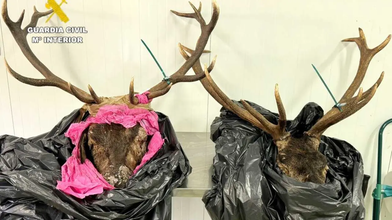 Denunciado por llevar dos cabezas de venado sin precinto cuando circulaba por Potes. / G.C
