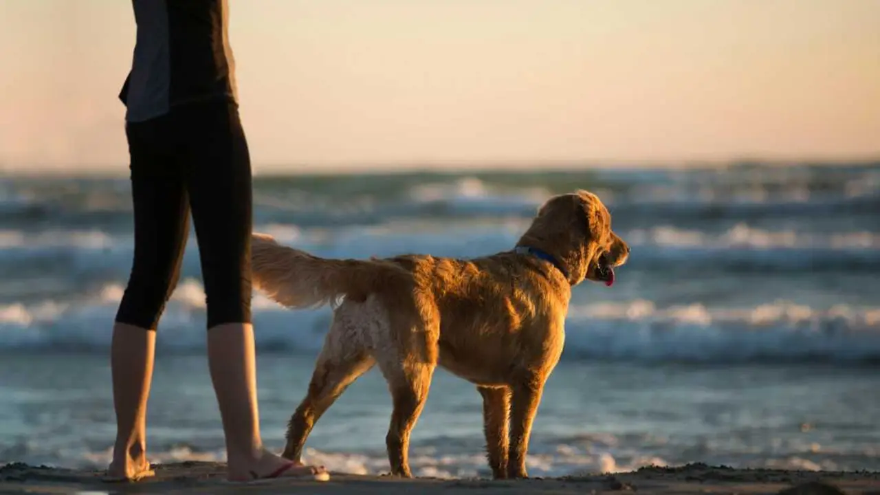 Una persona en la playa con su perro. / A.E