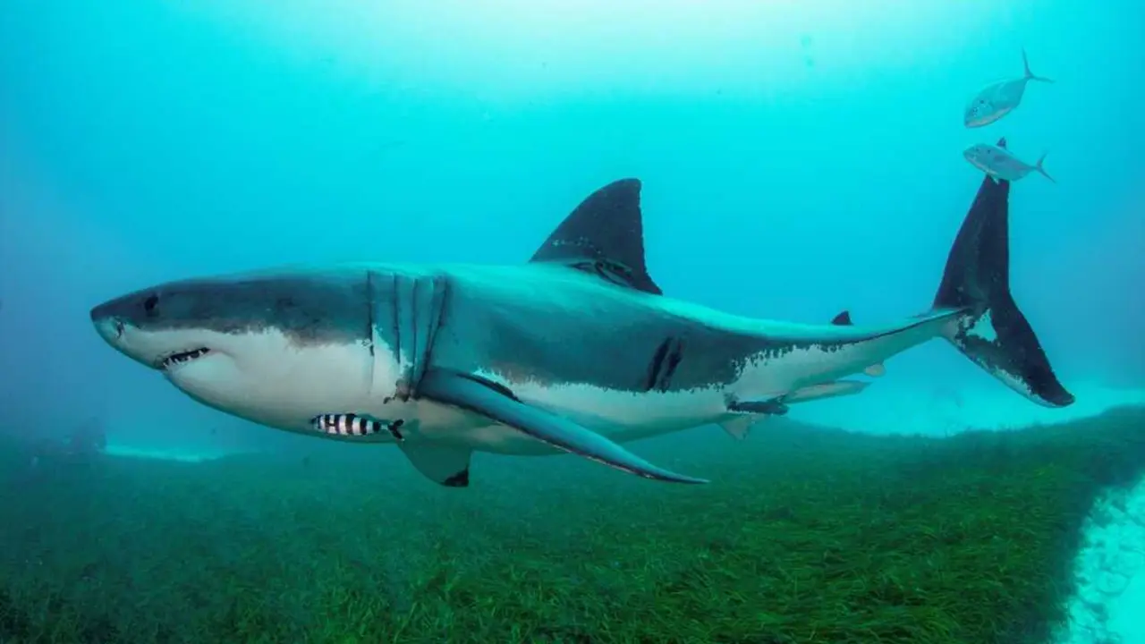 Imagen de archivo de un gran tibur&oacute;n blanco en Australia. / EP