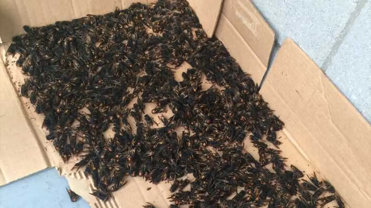 Capturan m&aacute;s de un millar de reinas de avispa velutina en Cambre. / EP / Archivo