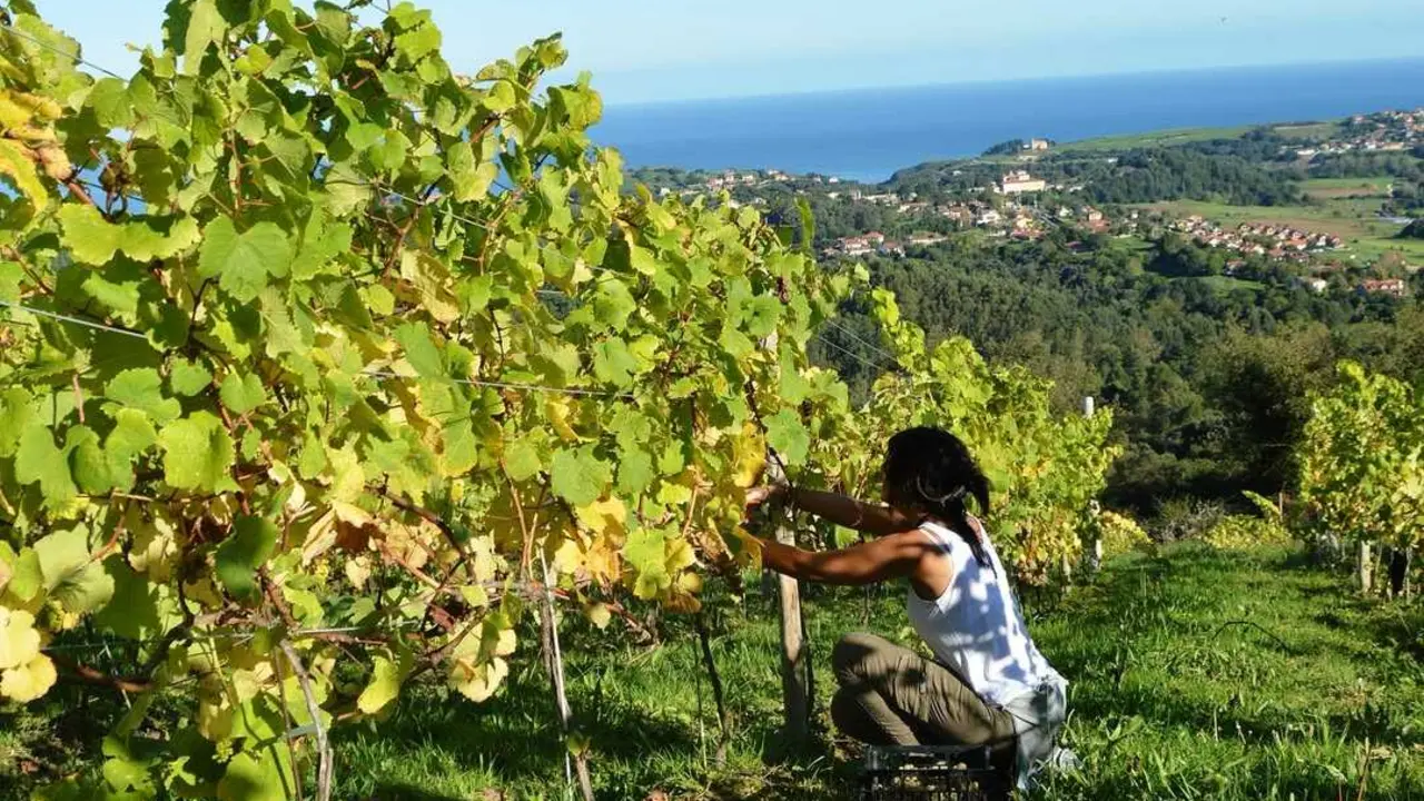 Cantabria se suma al mapa del enoturismo de calidad, pero con un estilo propio. / Bodegas El Miradorio De Ruiloba