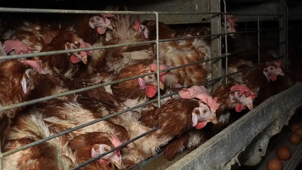 La enfermedad ha obligado a sacrificar miles de gallinas y ha reducido la producci&oacute;n en toda Espa&ntilde;a. / EP