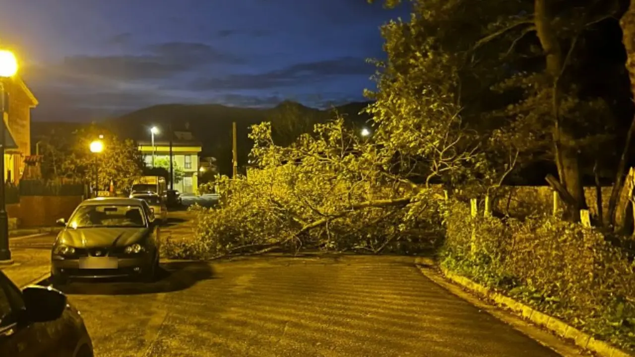 Un &aacute;rbol ca&iacute;do en Torrelavega debido a los fuertes vientos. / A.E.