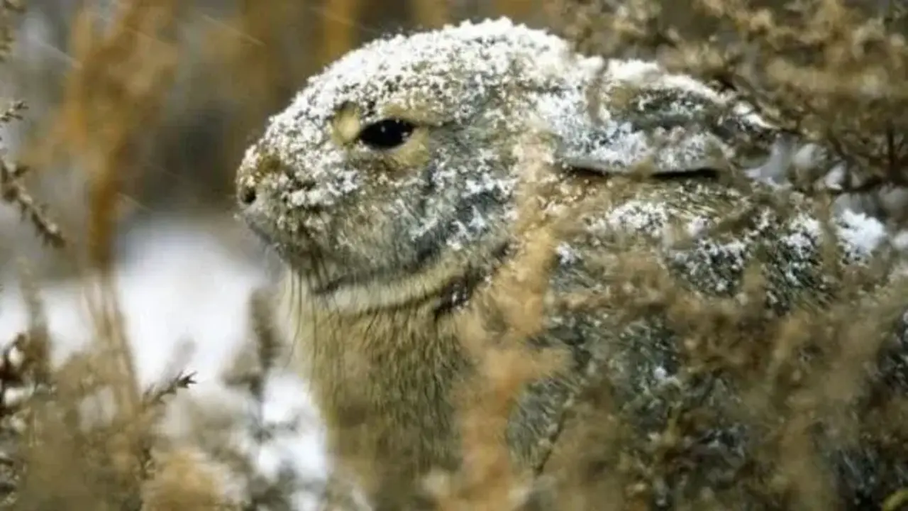 Conejo de cola de algodón. / National Geographic