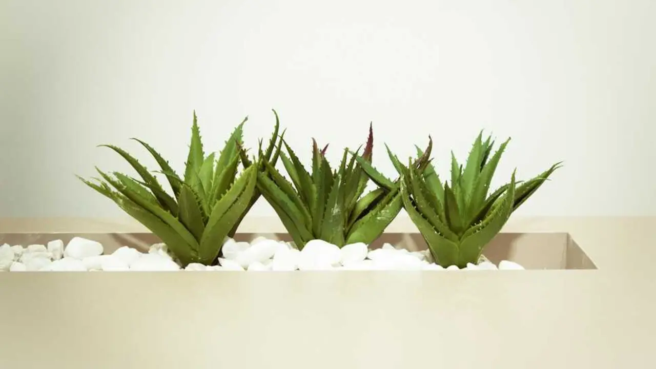 plicar aloe vera a diario podr&iacute;a ser el truco natural m&aacute;s eficaz para rejuvenecer la piel. / A.E