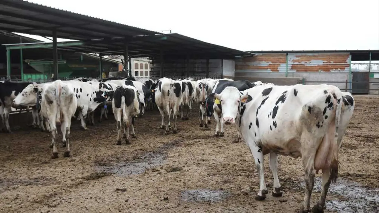 Varias vacas lecheras, de la raza bovina frisona. / Isabel Infantes