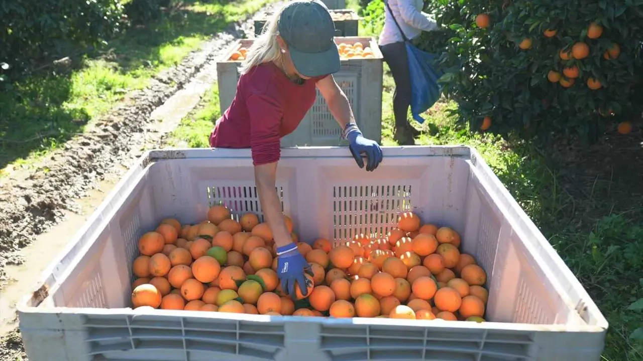 Mercadona comercializar&aacute; este a&ntilde;o 131.000 toneladas de naranja nacional. / EP