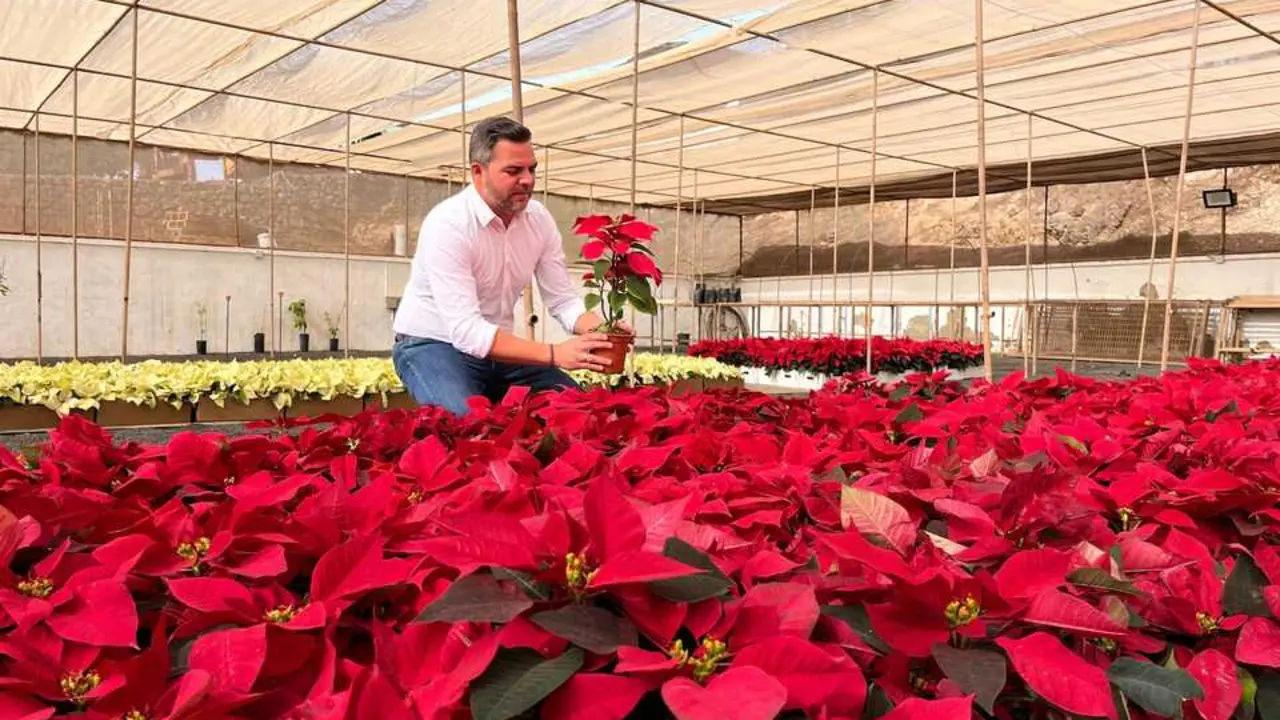 Tras perder sus hojas, la Flor de Pascua entra en reposo, no muere. / EP
