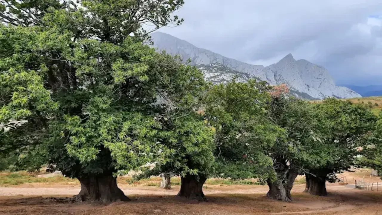 En el coraz&oacute;n de Li&eacute;bana, Cantabria esconde un tesoro forestal que seduce a senderistas, fot&oacute;grafos y amantes del silencio. / A.E