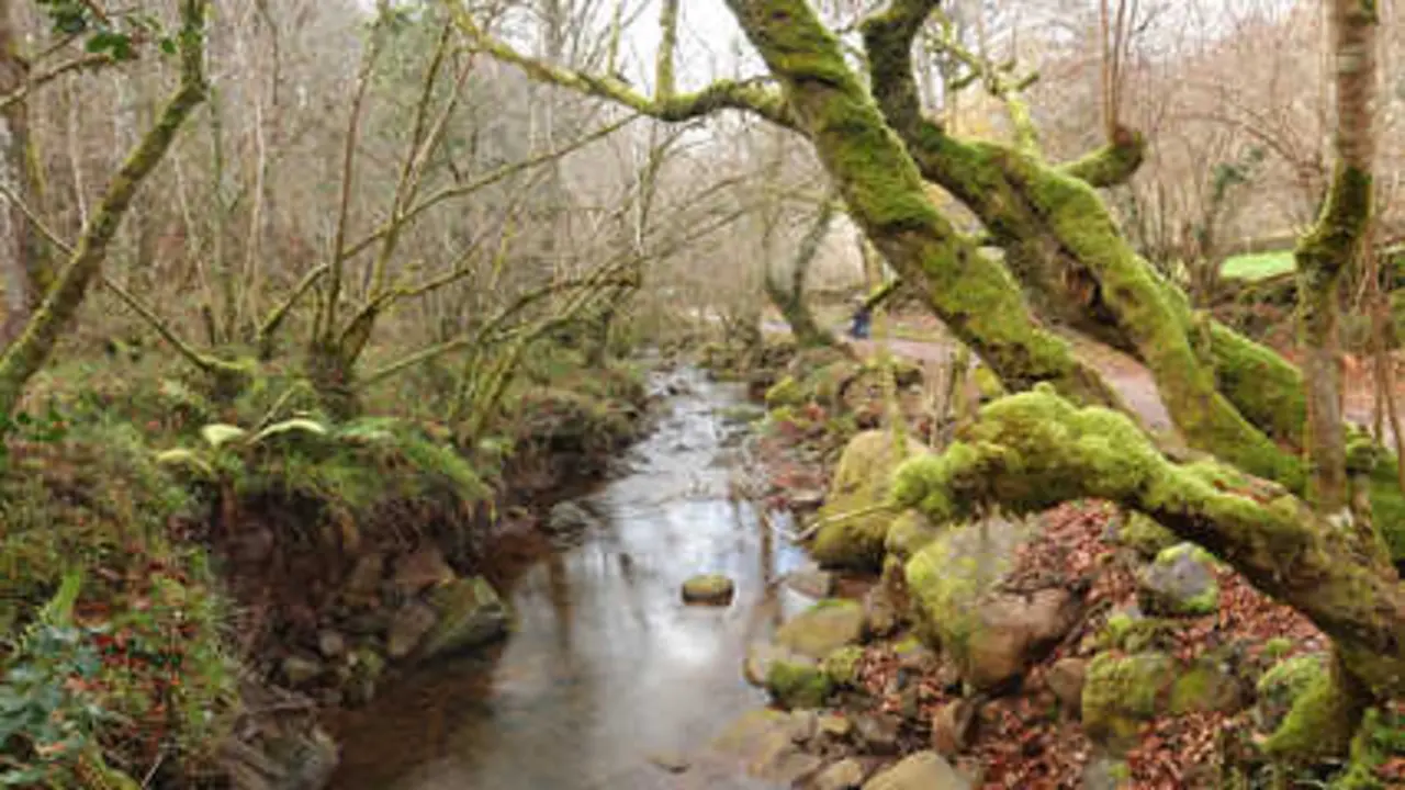 A solo unos minutos del bullicio, Cantabria regala una joya forestal ideal para desconectar. / a.s.p