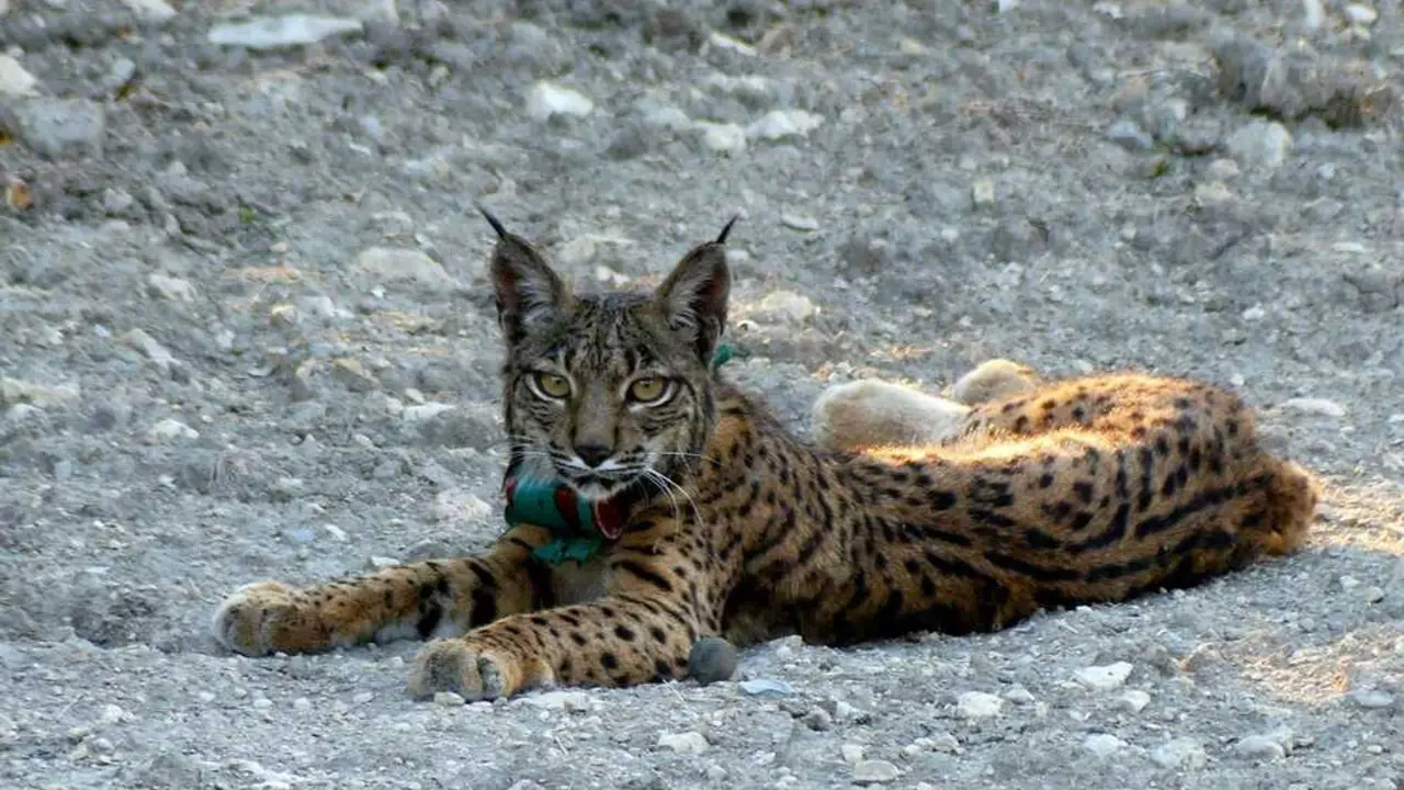 El lince ib&eacute;rico modifica la dispersi&oacute;n de semillas, reduce mesodepredadores y altera la regeneraci&oacute;n de &aacute;rboles mediterr&aacute;neos, seg&uacute;n un estudio espa&ntilde;ol. / EP