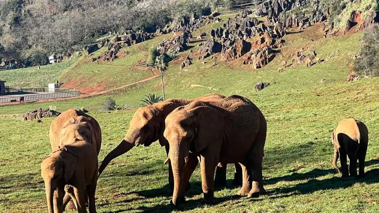 Grupo de elefantes en el recinto del Parque de la Naturaleza de Cab&aacute;rceno, donde se produjo el enfrentamiento mortal entre Jums y otro macho durante un episodio de musth.