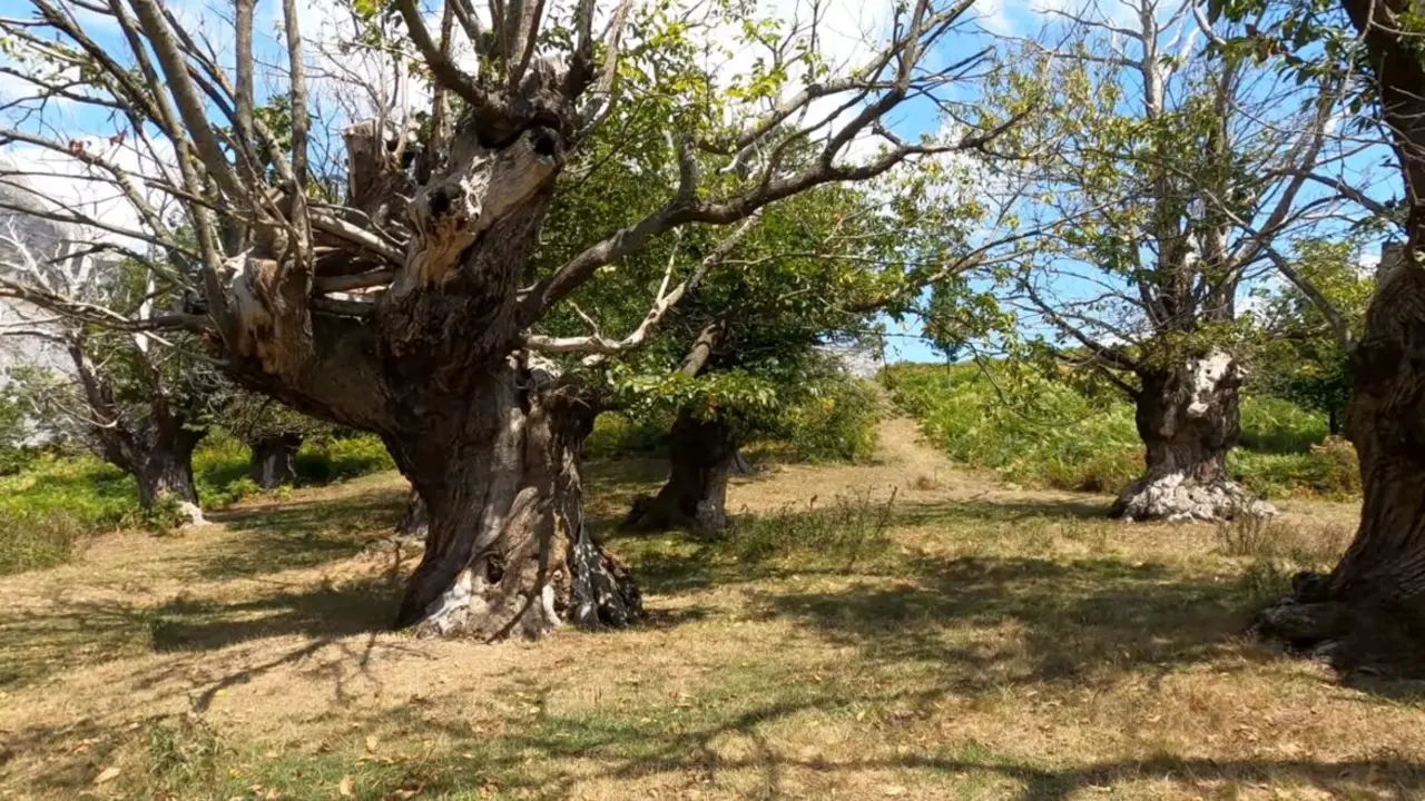 El Habario, un casta&ntilde;ar hist&oacute;rico donde los &aacute;rboles centenarios crecen en diferentes formas. / RRSS
