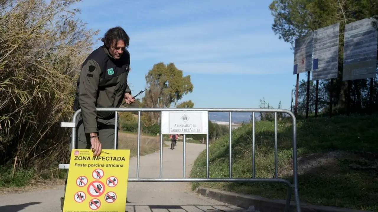 Efectivos de los agents rurals de los Mossos d'Esquadra en las zonas restringidas por la cuarentena ante la peste porcina africana, a 5 de diciembre de 2025, en Barber&agrave; del Vall&egrave;s, Barcelona, Catalu&ntilde;a (Espa&ntilde;a). El Ministerio de Agricultura, Pesca y Alimentaci&oacute;n ha informado que ascienden a 13 los casos positivos por peste porcina africana (PPA) en el entorno de Collserola (Barcelona), mientras que se han detectado otros 37 animales muertos en esa zona y sus alrededores que han resultado negativos por el virus, informa en un comunicado este jueves.
Fecha: 05/12/2025. leer menos

Firma: D.Zorrakino. POOL / Europa Press