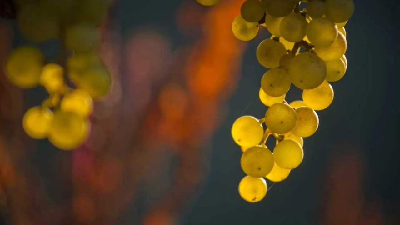 La humedad es el principal factor que provoca el deterioro de las uvas. / EP