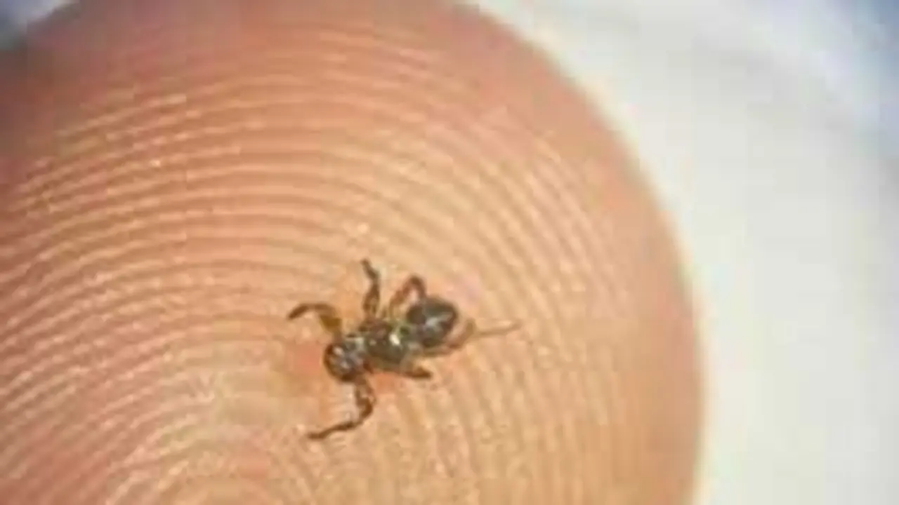 La mosca Lipoptena andaluciensis ha afectado a los c&eacute;rvidos andaluces, causando picaz&oacute;n y p&eacute;rdida de salud en gamos y corzos. / CSIC-Andaluc&iacute;a.