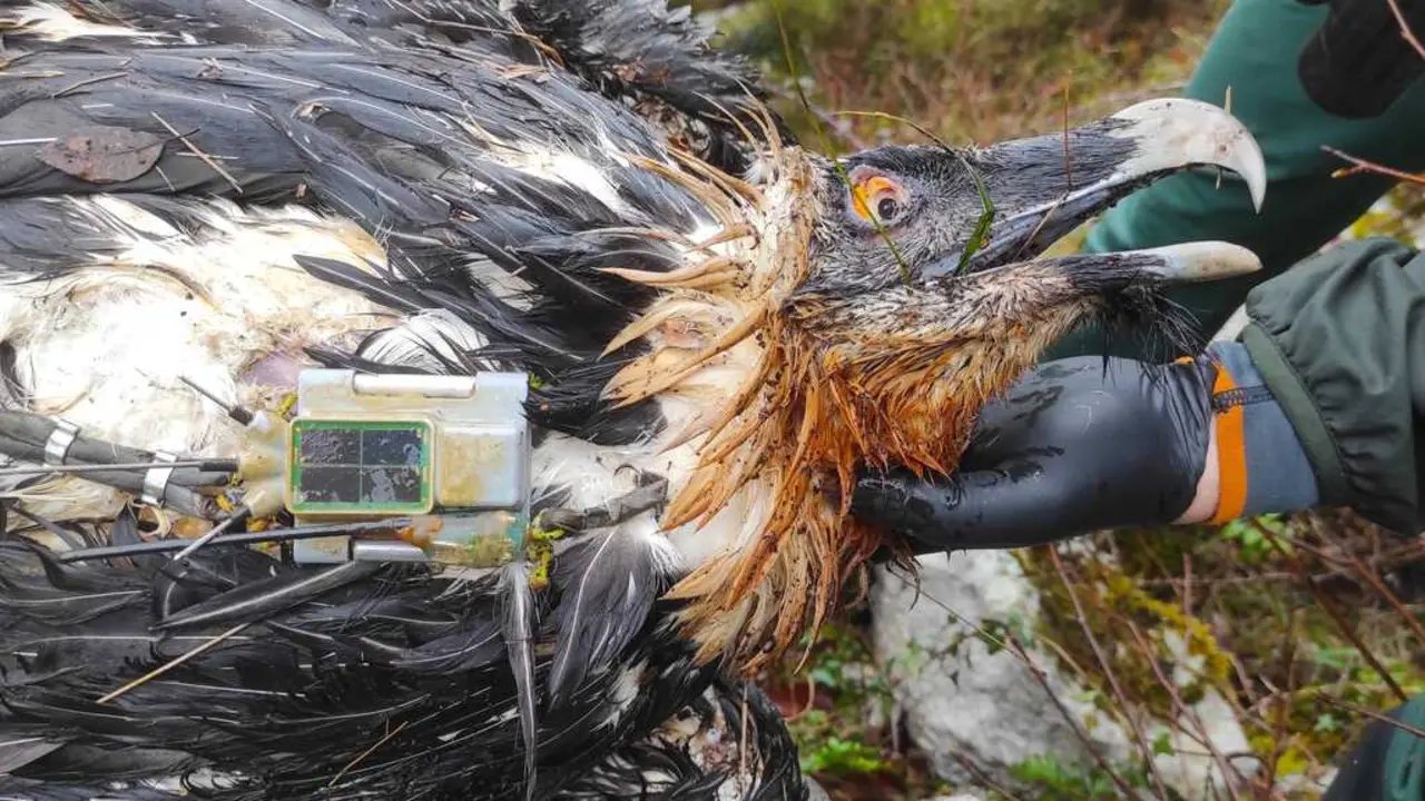 Muere envenenado un ejemplar de quebrantahuesos de Picos de Europa. / FCQ