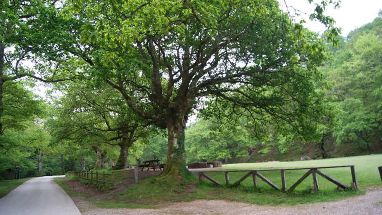 Este bosque de Cantabria lo tiene todo para pasar un d&iacute;a diferente sin agobios ni multitudes. / a.e