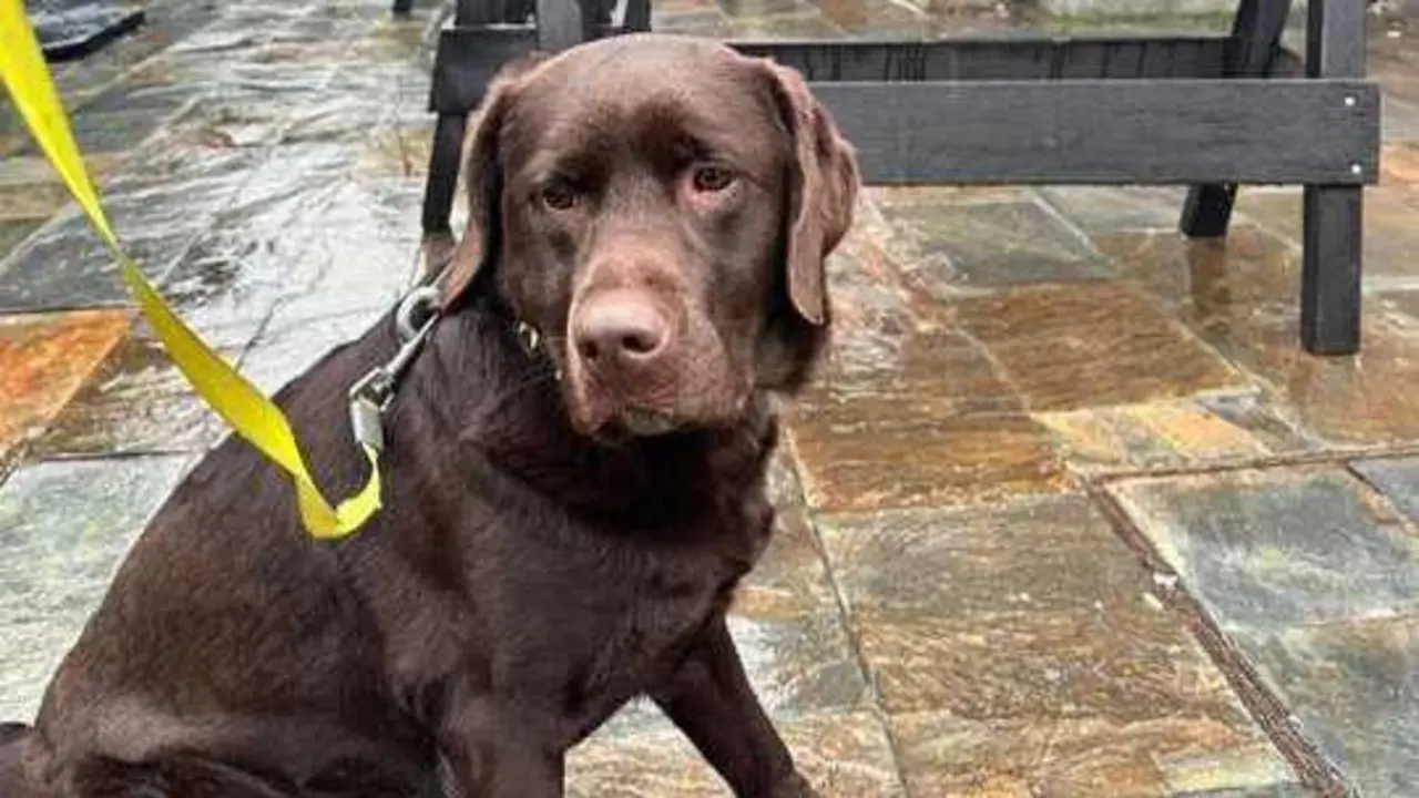 &lsquo;Kiara&rsquo;, una perra labrador especializada en la detecci&oacute;n de estupefacientes. / a.e