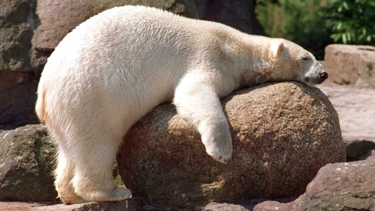Un estudio cient&iacute;fico detecta que algunos osos polares han aumentado de peso pese a la p&eacute;rdida de hielo marino. / EP