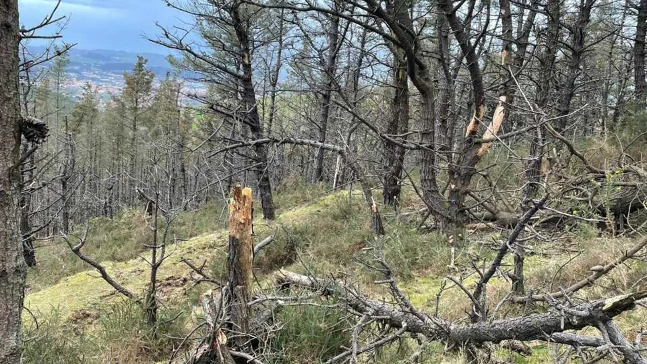Estado del pinar bajo el que transcurrir&aacute; la Ruta del Cuaternario en el Monte Dobra. / A.E.