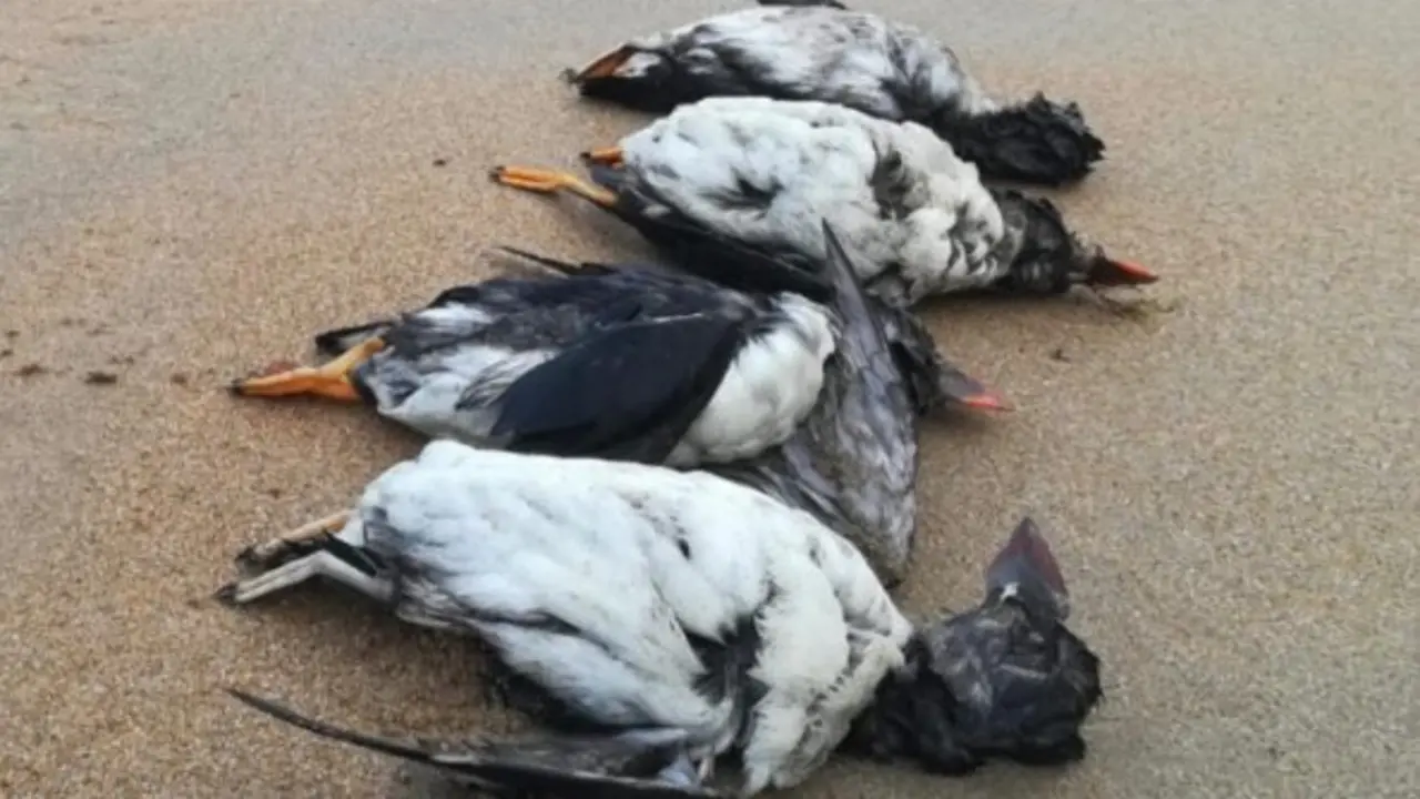 Frailecillos, alcatraces, araos y gaviotas est&aacute;n siendo localizados en playas tras varios d&iacute;as de condiciones mar&iacute;timas extremas. / SEO/BirdLife