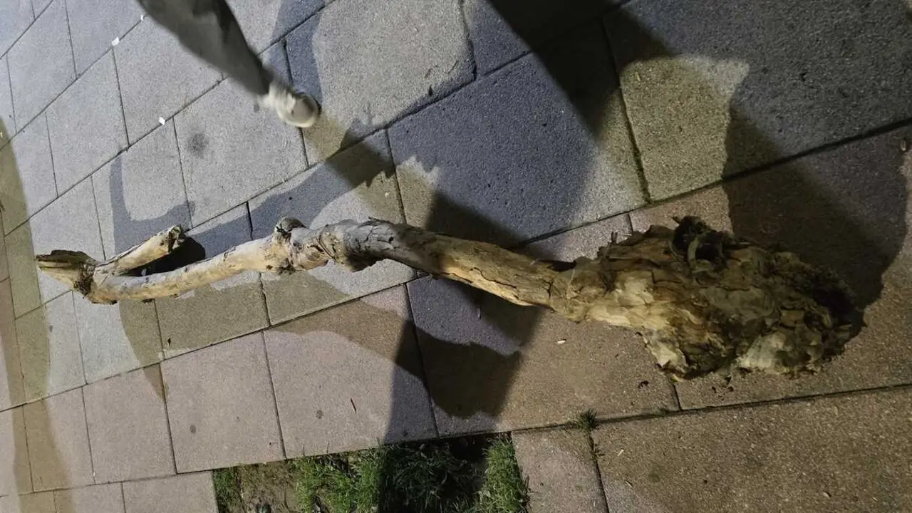 Un menor ha resultado herido en Castro Urdiales despu&eacute;s de que una rama de &aacute;rbol cayera sobre &eacute;l en plena v&iacute;a p&uacute;blica. / DYA CANTABRIA