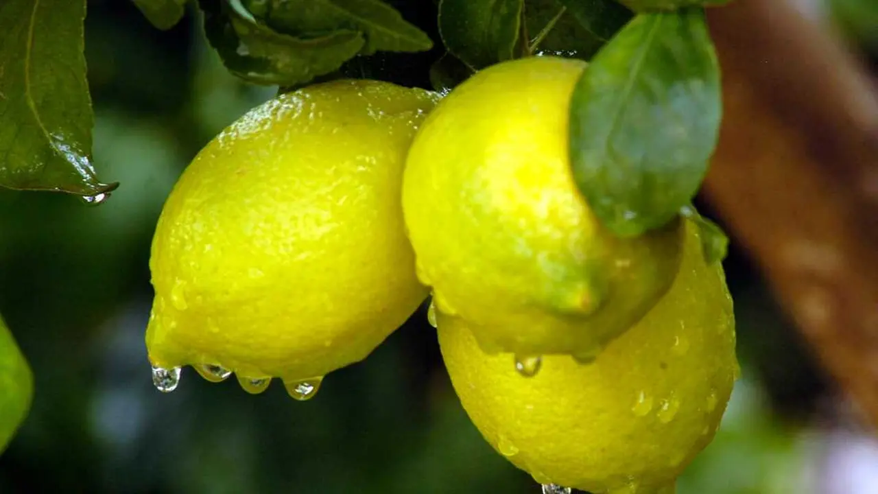 Tres errores de riego pueden reducir la floraci&oacute;n del limonero y afectar ra&iacute;ces, nutrientes y desarrollo de frutos. / EP