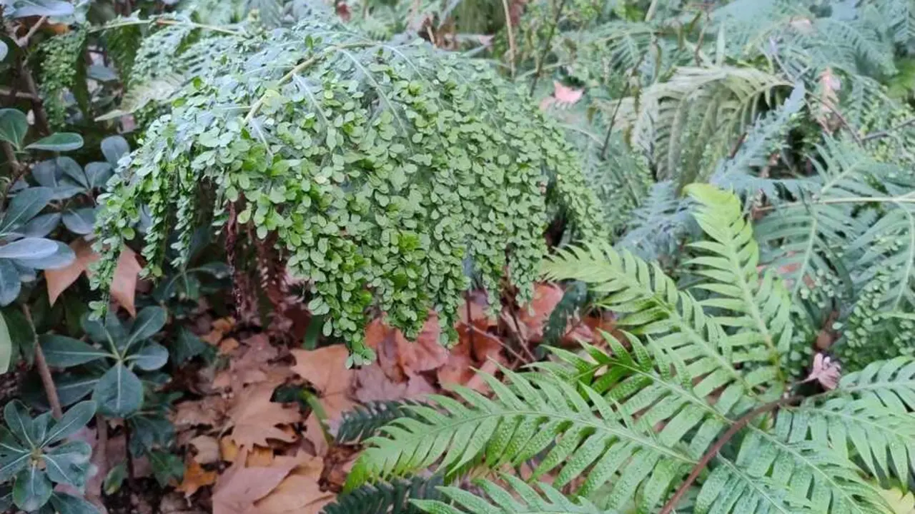 El ficus el&aacute;stica es resistente, requiere poco riego y luz indirecta, y puede multiplicarse f&aacute;cilmente por esquejes. / EP