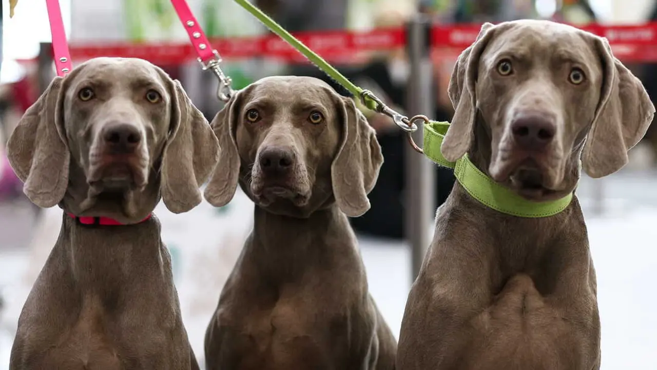 Andaluc&iacute;a permite deducir hasta 100 euros por gastos veterinarios con requisitos de registro e identificaci&oacute;n. / EP