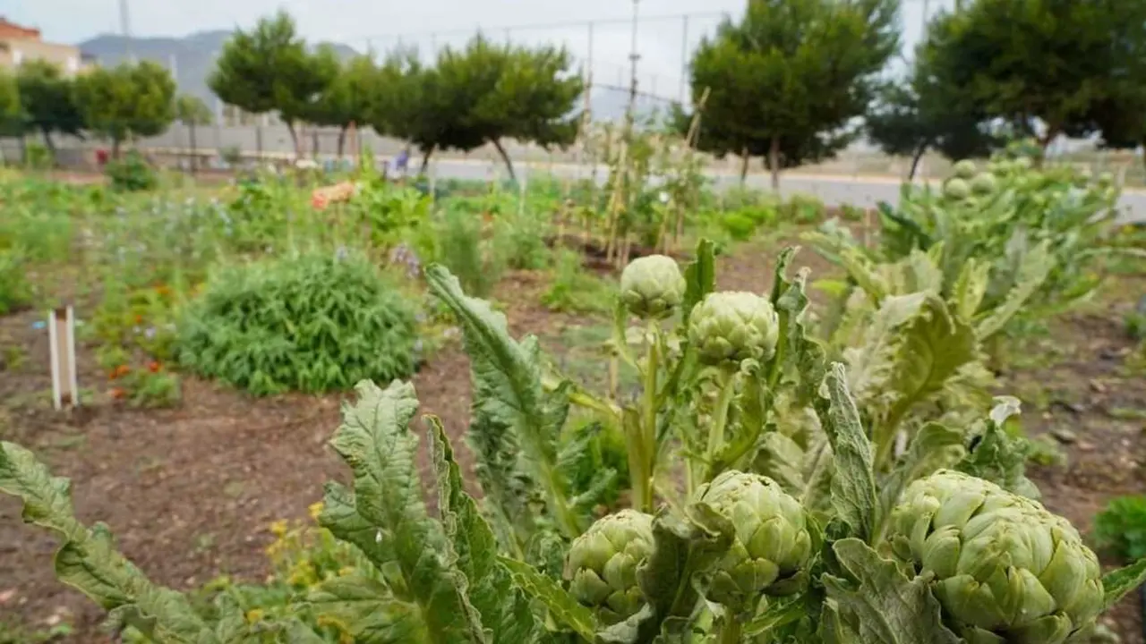 Los huertos urbanos mejoran bienestar, alimentaci&oacute;n y biodiversidad, incluso en viviendas sin terraza. / EP