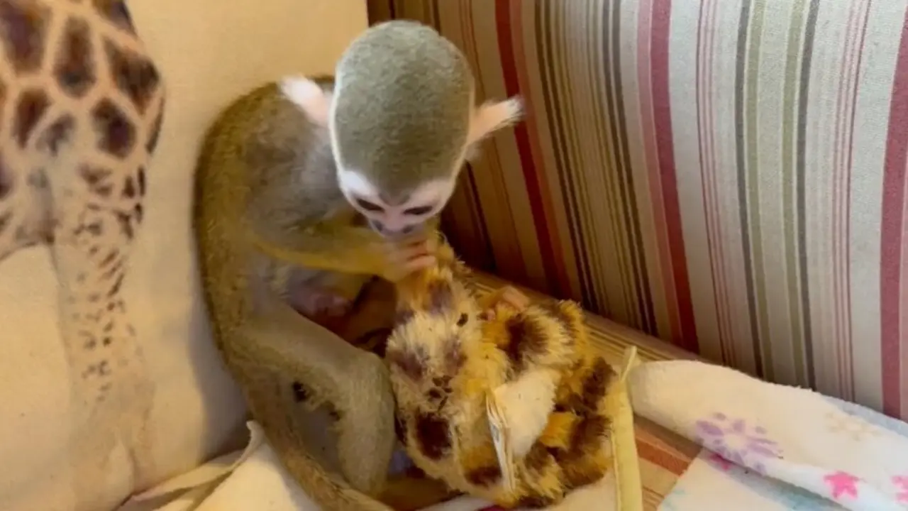 En Cantabria, un peque&ntilde;o primate rechazado por su madre sobrevivi&oacute; gracias a los cuidados humanos y a un simple mu&ntilde;eco. / Telecinco / Zoo de Santillana