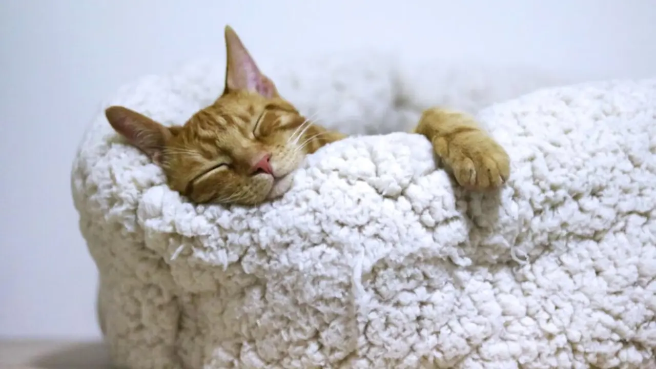 Gato