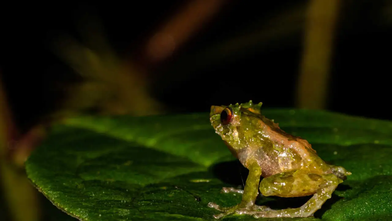 Ranas de Chern&oacute;bil desarrollan piel m&aacute;s oscura como adaptaci&oacute;n evolutiva frente a la radiaci&oacute;n hist&oacute;rica. / EP