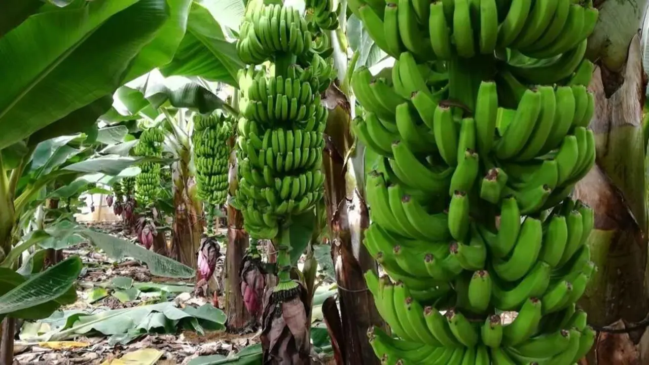 EuropaPress_6666186_finca_platanos_palma