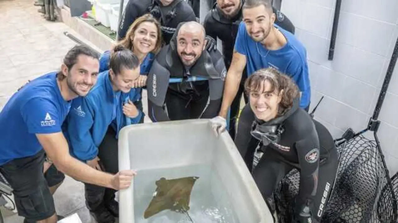 Nace una cr&iacute;a de raya cara de vaca, especie catalogada en peligro cr&iacute;tico de extinci&oacute;n. / Oceanogr&aacute;fico de Valencia
