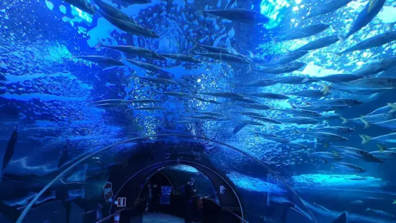 Tiburones, rayas y peces tropicales nadan sobre los visitantes en este acuario situado muy cerca de Cantabria. / A.E