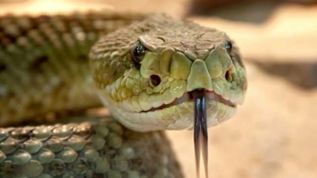 Un estudio analiza 503 casos de canibalismo entre serpientes y confirma el comportamiento en 207 especies registradas en distintos pa&iacute;ses. / EP