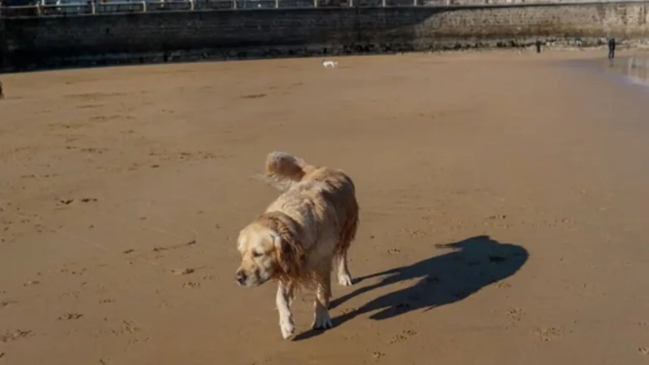 Un perro pasea por una playa c&aacute;ntabra.